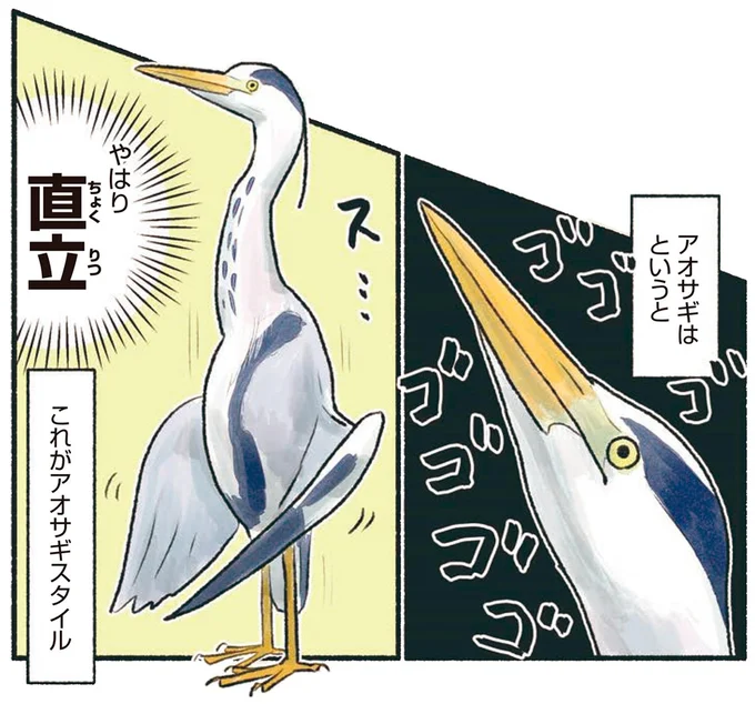 これがアオサギスタイル