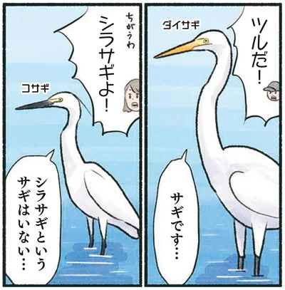 シラサギというサギはいない…