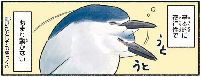 ペンギンみたいなずんぐり姿で、めったに動かないゴイサギ