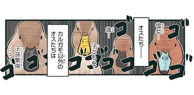 カルガモ以外のオスたちは