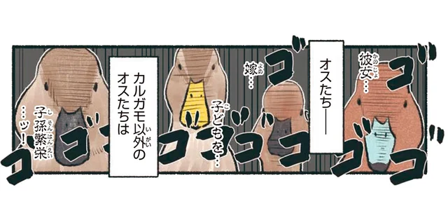 派手な羽でメスにアピールするカモの仲間。カルガモだけ地味！？
