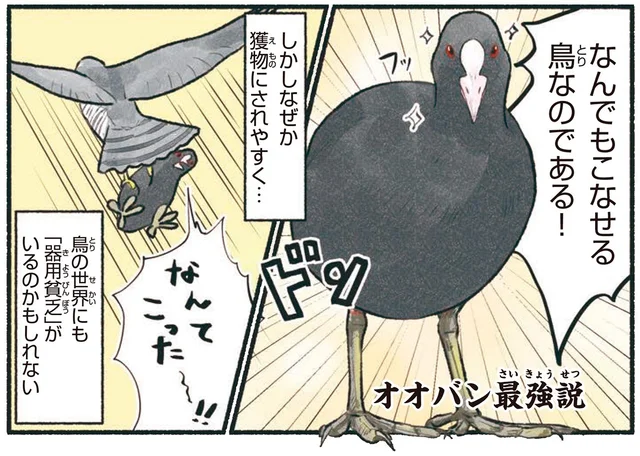 鳥界の器用貧乏！？何でもこなせるのに獲物になりがちなオオバン