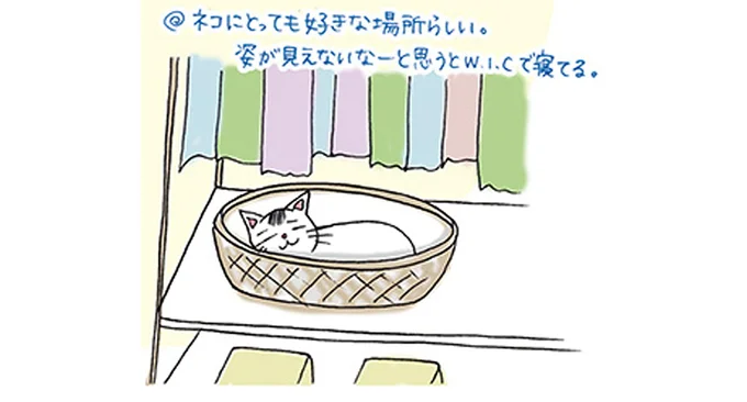 ネコにとっても好きな場所らしい