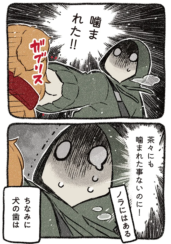『ドベとノラ 4 犬と家族に』より
