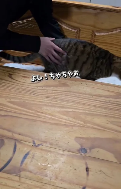 念願の抱っこ▶にゃー！と声を上げ…（⇒次へ）