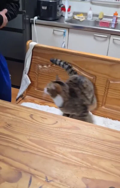 抱っこから脱走！▶身をひるがえし…（⇒次へ）