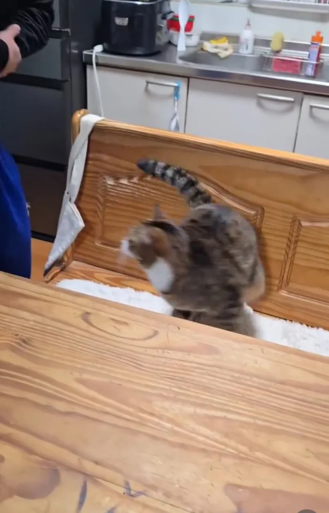 抱っこから脱走！▶身をひるがえし…（⇒次へ）