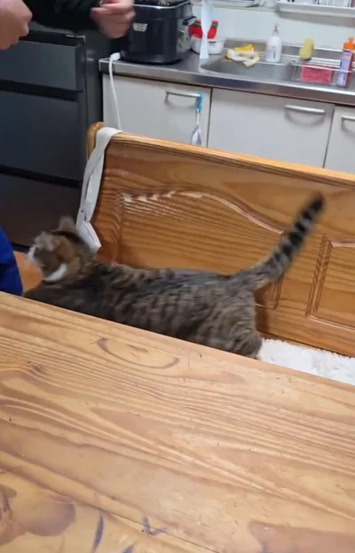 猫パンチ！▶抱っこを拒否された次男さんとの日常（⇒次へ）