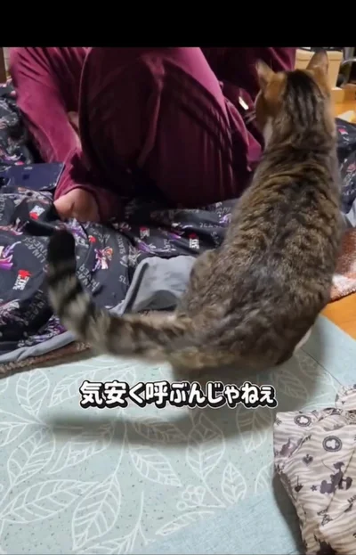 またもや猫パンチ！▶「ちゃちゃ」ちゃんが大好きな人は…（⇒次へ）