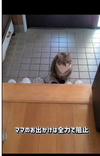 全力で阻止▶ほかの猫ちゃんは…（⇒次へ）
