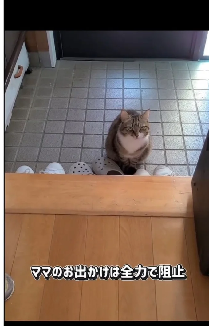 全力で阻止▶ほかの猫ちゃんは…（⇒次へ）