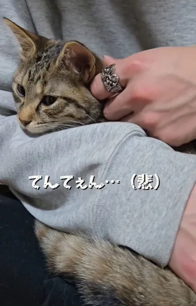 「てんてぇん…」と悲しくつぶやく次男さん▶4匹の猫ちゃんとの生活（⇒次へ）