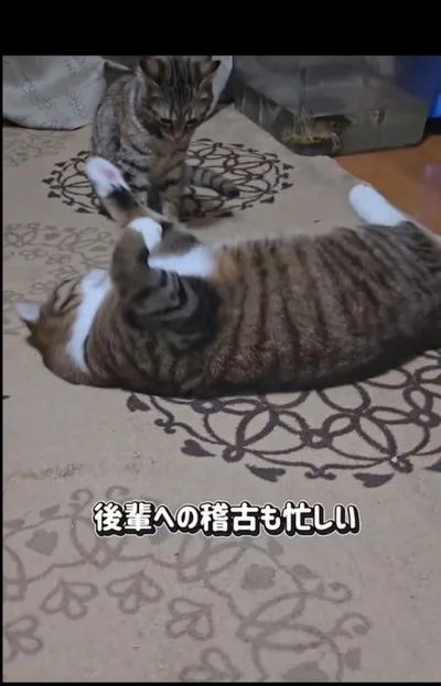 毎日賑やか▶（次画像から一人と一匹の賑やかで笑える日常『ますます!!!!!! シャム猫あずきさんは世界の中心』が読めます）