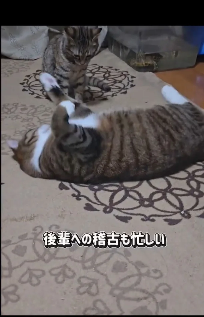 毎日賑やか▶（次画像から一人と一匹の賑やかで笑える日常『ますます!!!!!! シャム猫あずきさんは世界の中心』が読めます）