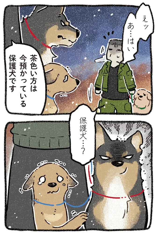 保護犬…?