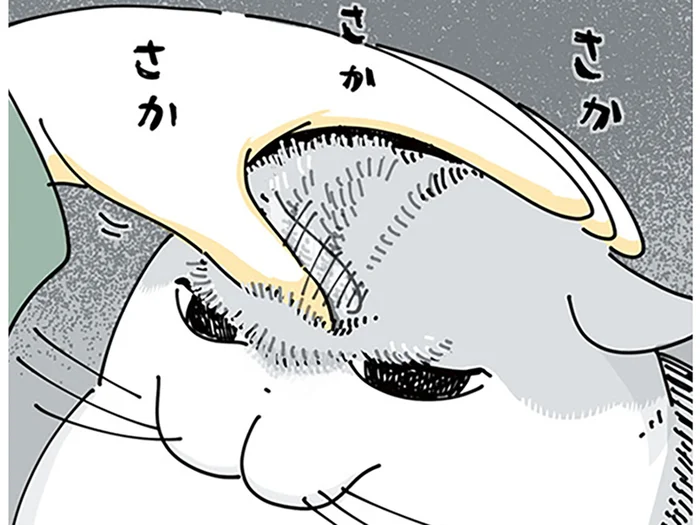 一体どう思ってる？ なでなでのついでにネコの額の毛を逆立ててみた