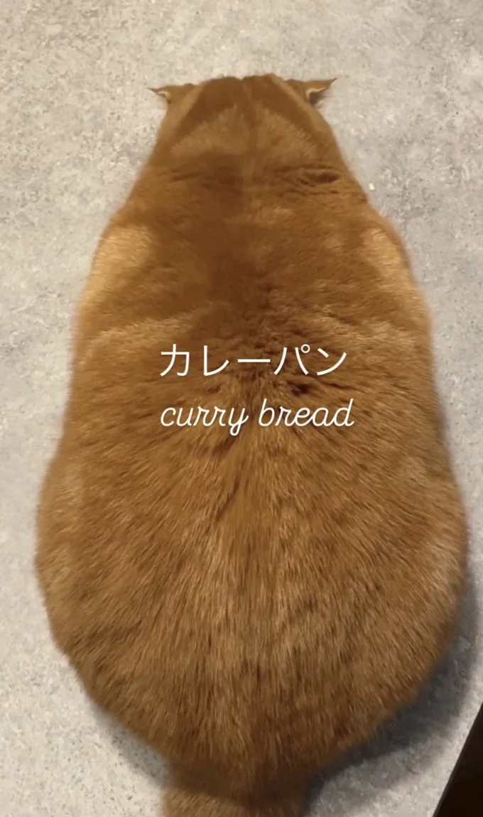 カレーパンのような姿（⇒次へ）
