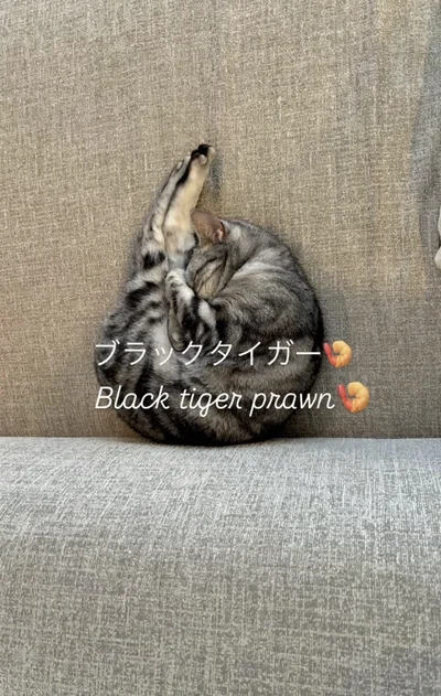 模様がまるでブラックタイガー▶お昼寝姿が…（⇒次へ）