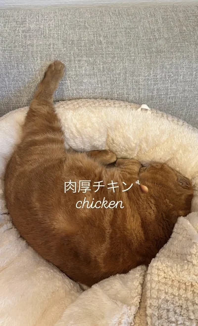 美味しそうな肉厚チキンみたい▶体以外も…（⇒次へ）