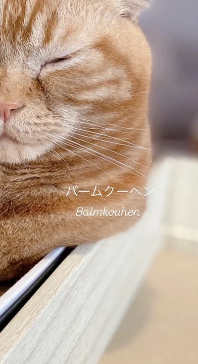 頬から胸にかけてバームクーヘン模様▶頭に葉っぱを乗せれば…（⇒次へ）