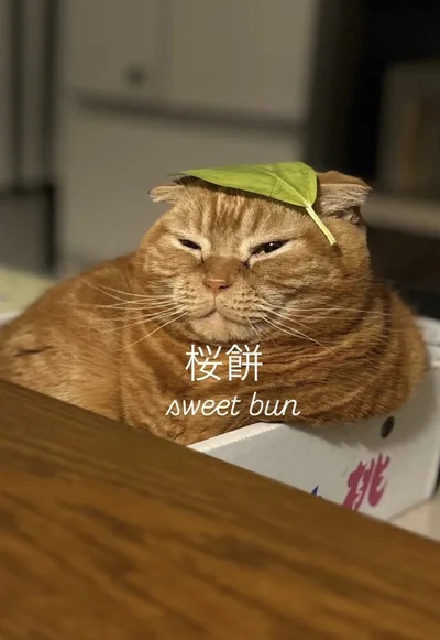 ふにゃんとした顔が相まって桜餅のよう▶後ろ姿は…（⇒次へ）