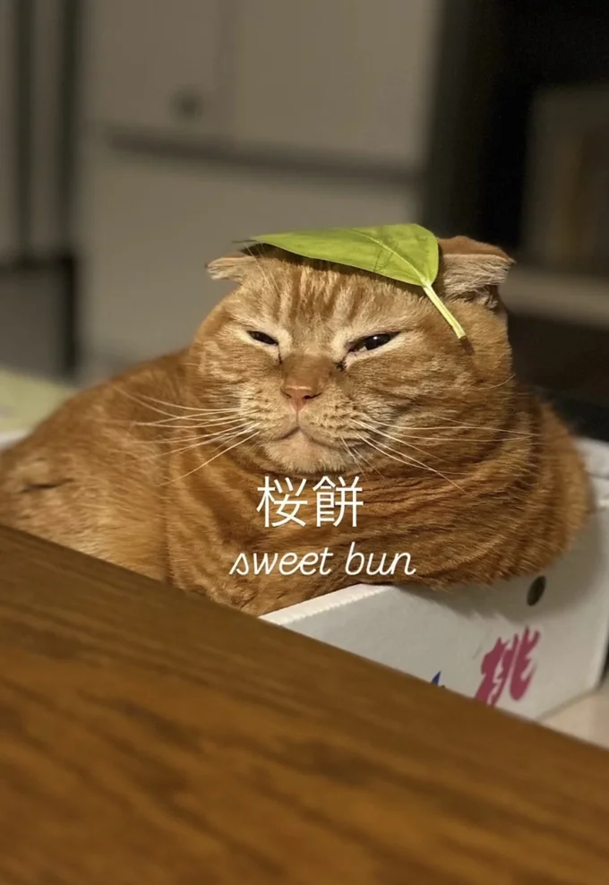 ふにゃんとした顔が相まって桜餅のよう▶後ろ姿は…（⇒次へ）