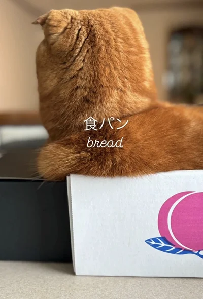 フォルムと色がまるで食パン▶調理器に変身！？（⇒次へ）