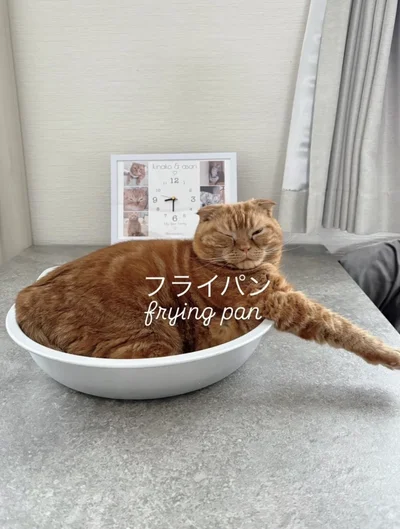 フライパンのようなポーズ▶ほっこりさせてくれる2匹の猫ちゃん（⇒次へ）