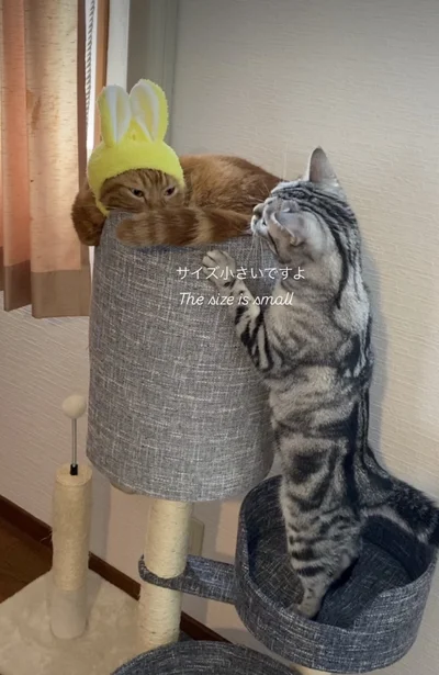 キャットタワーで遊んでる▶いつも一緒にいたくて…（⇒次へ）