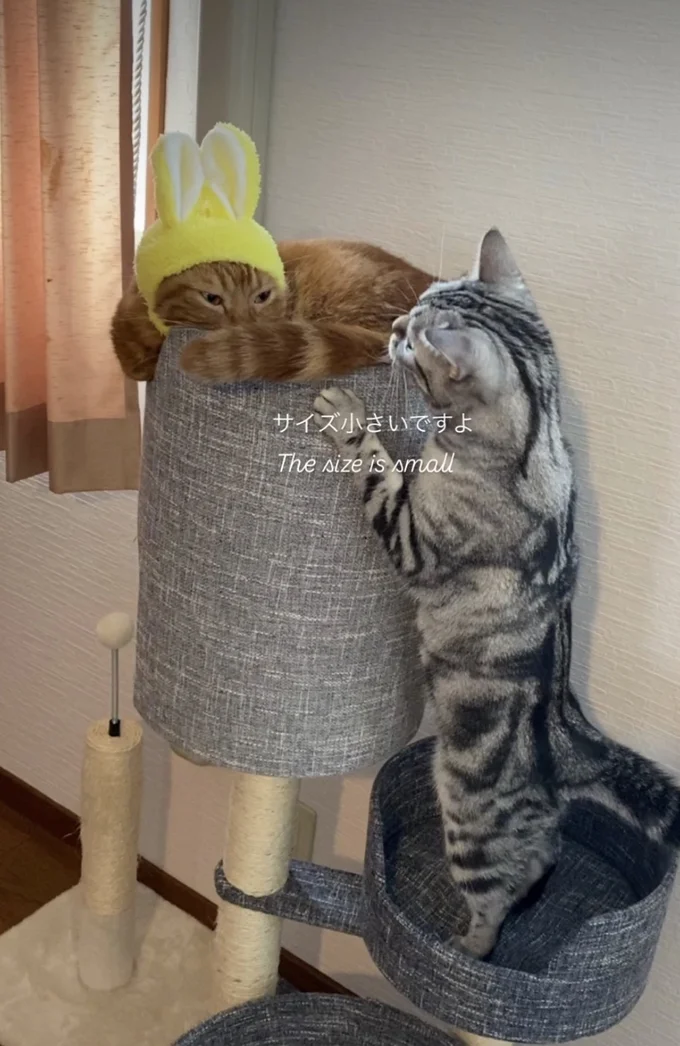 キャットタワーで遊んでる▶いつも一緒にいたくて…（⇒次へ）