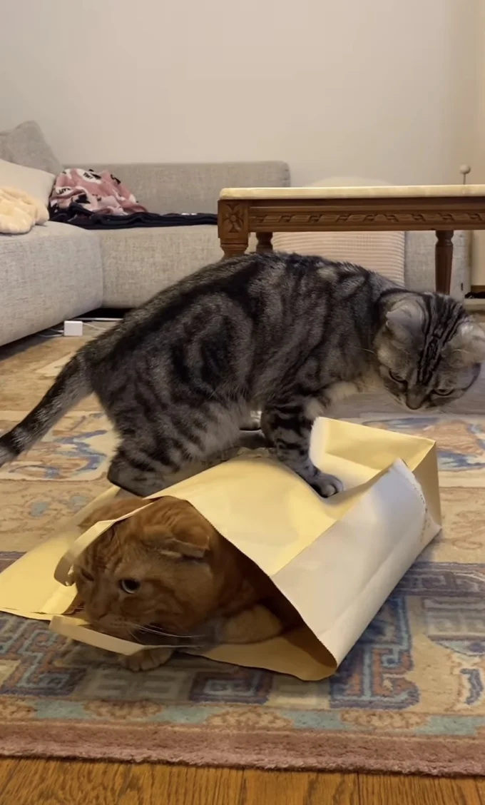 上から「ふみふみ」▶別の日にも…（⇒次へ）
