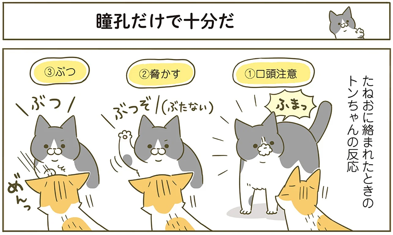 絡んでくる後輩猫にお帰りいただきたい先輩猫。一番効く対応は