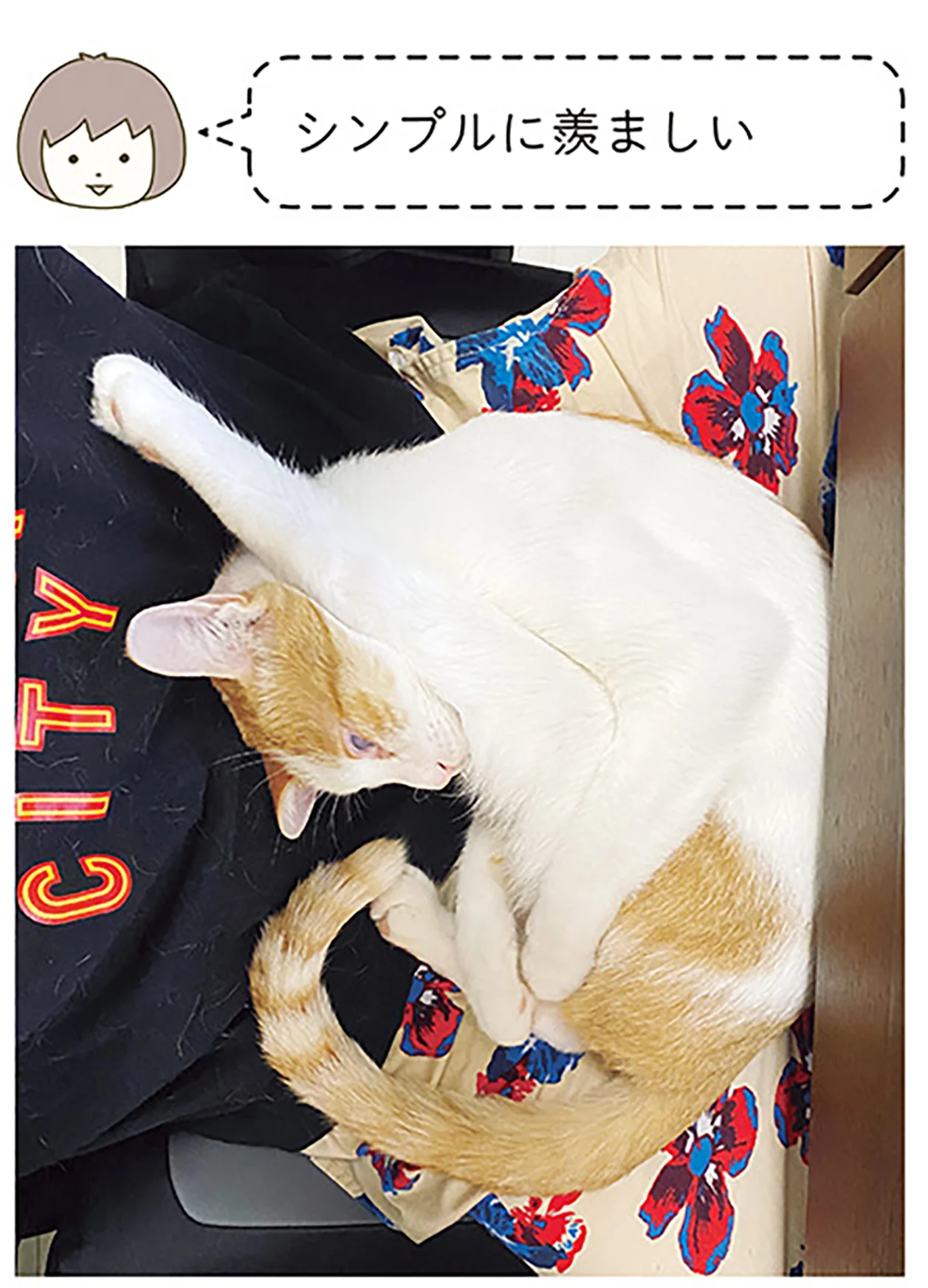 絡んでくる後輩猫にお帰りいただきたい先輩猫。一番効く対応は？（画像