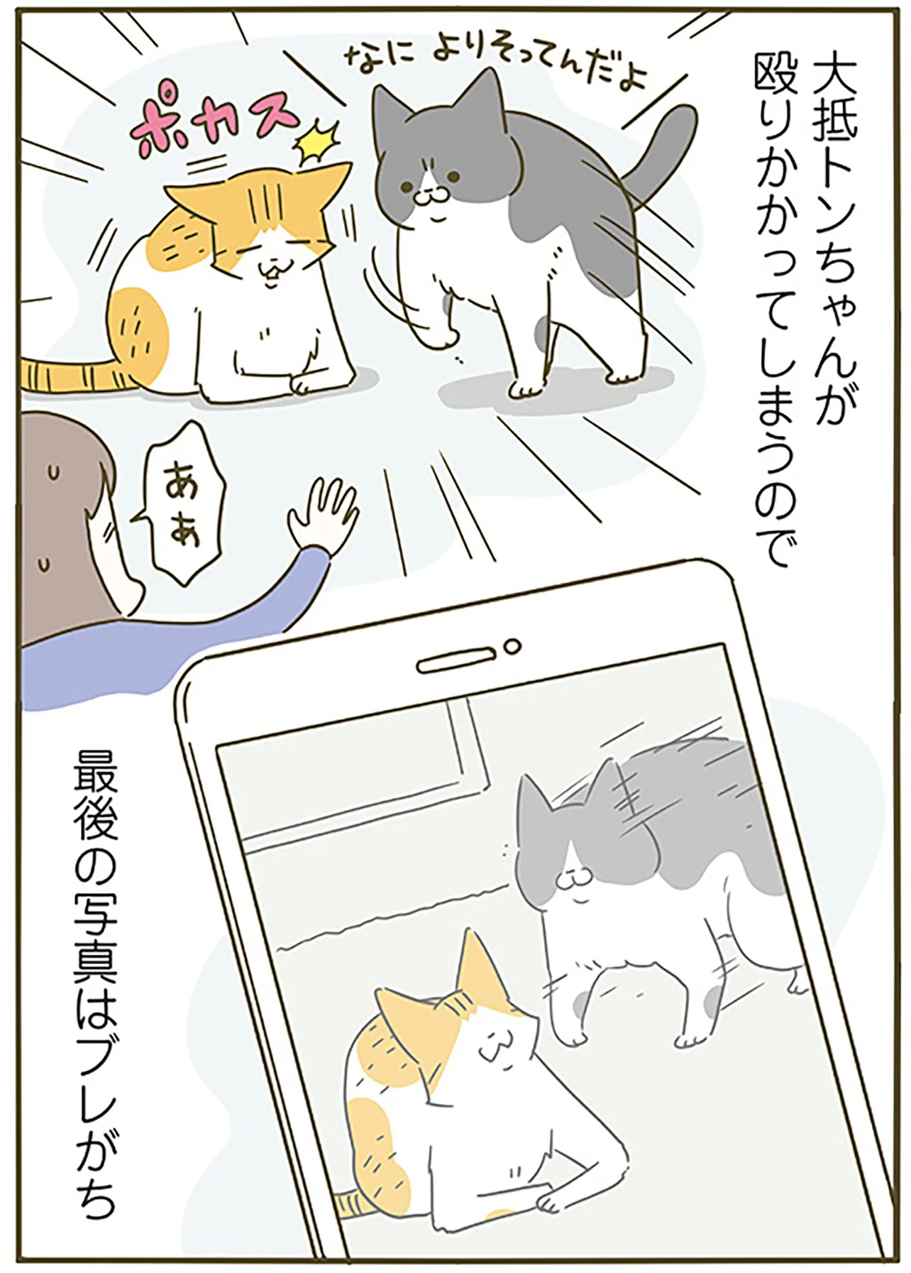 未だ仲良くなれない猫たち。近づいた2匹を写真に収めたいけど - レタス