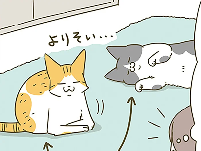 未だ仲良くなれない猫たち。近づいた2匹を写真に収めたいけど