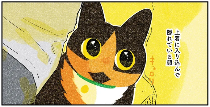 『ひび猫にっき』より