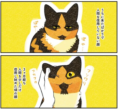 『ひび猫にっき』より