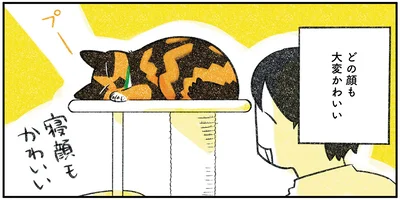 『ひび猫にっき』より