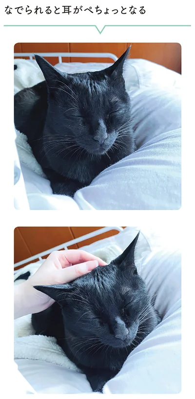 なでられると耳がぺちょっとなる