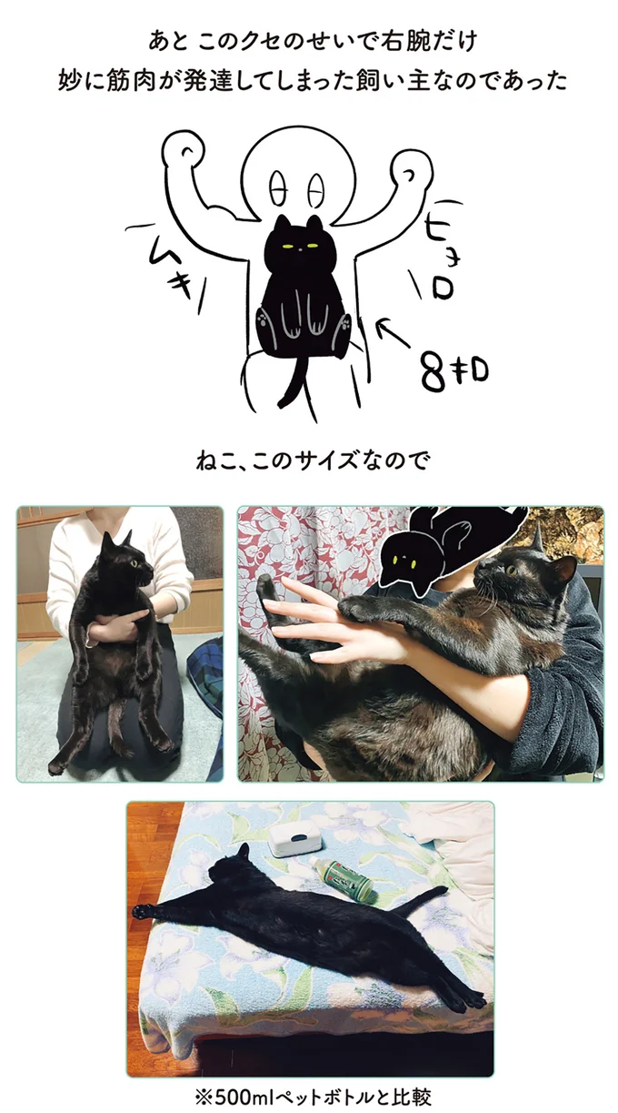 ねこ、このサイズなので