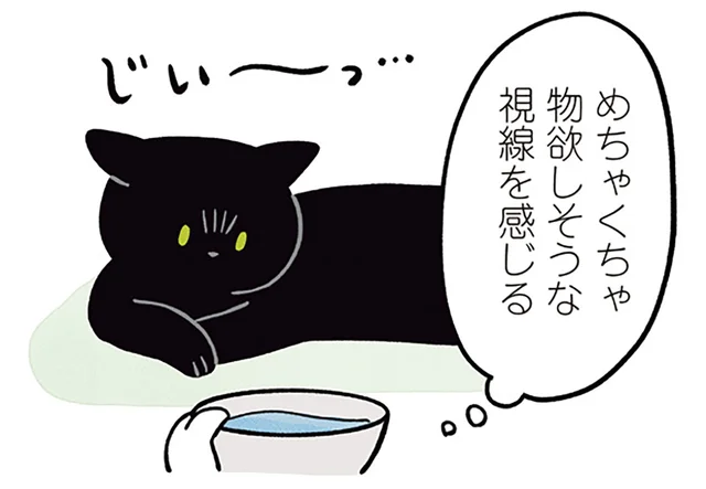 「できれば自分で飲んで…！」眠たい黒猫ろんと水分補給