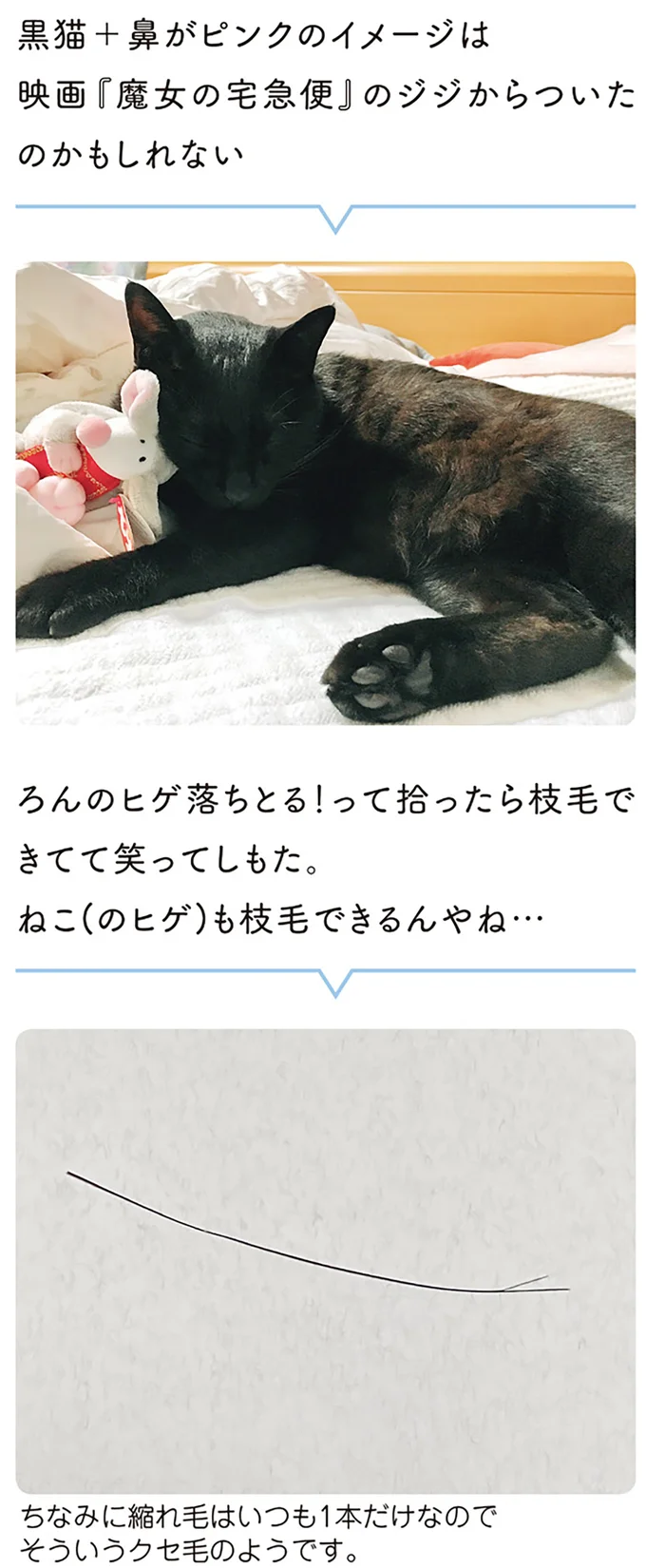 ねこ(のヒゲ)も枝毛できるんやね…