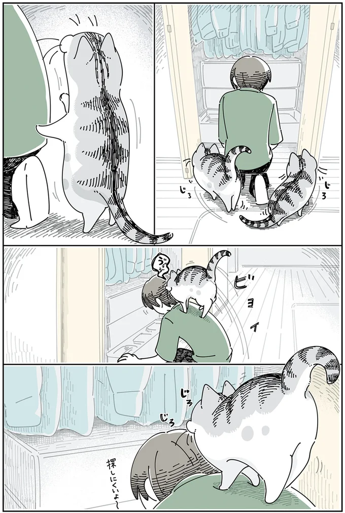 『夜は猫といっしょ5』より