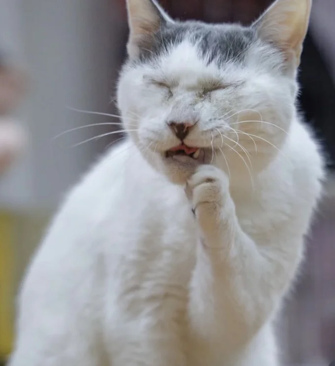 渋い表情の猫ちゃん(⇒次へ)