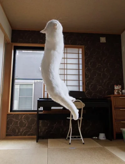 真っ白で細長い…（⇒次へ）