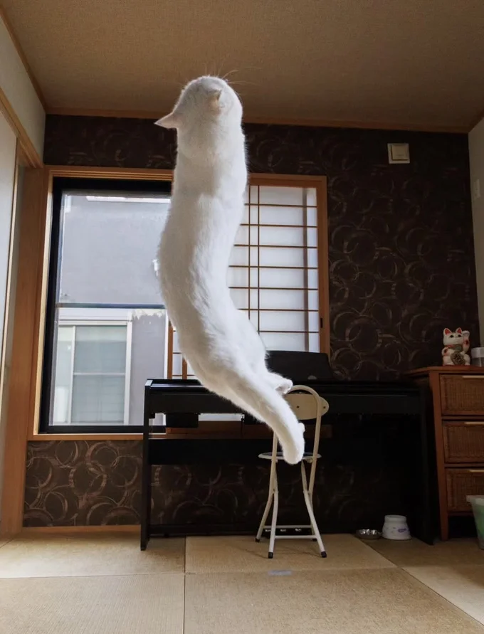 真っ白で細長い…(⇒次へ)