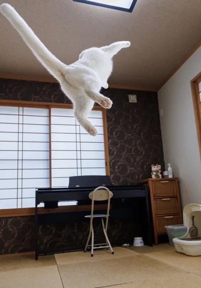 天井に届きそう▶まるで…（⇒次へ）