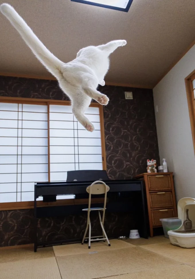 天井に届きそう▶まるで…(⇒次へ)