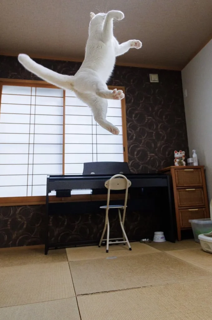 無重力のようなショット▶ほかにも可愛い猫ちゃんが…(⇒次へ)