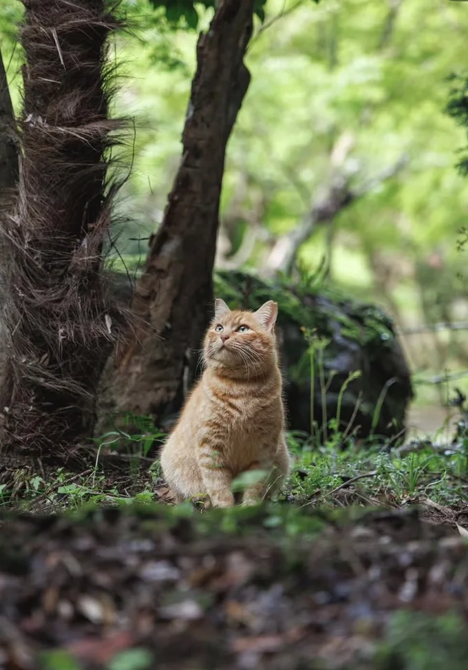 森の中に佇む猫ちゃん▶木登りが得意な猫ちゃんも(⇒次へ)